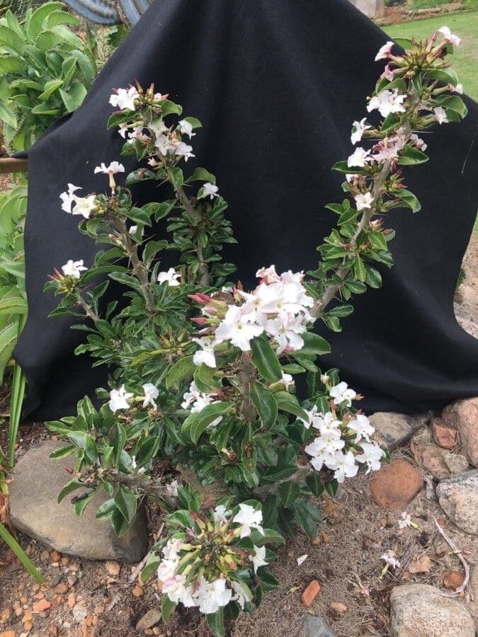 Pachypodium 9