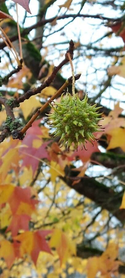 Liquidambar 4