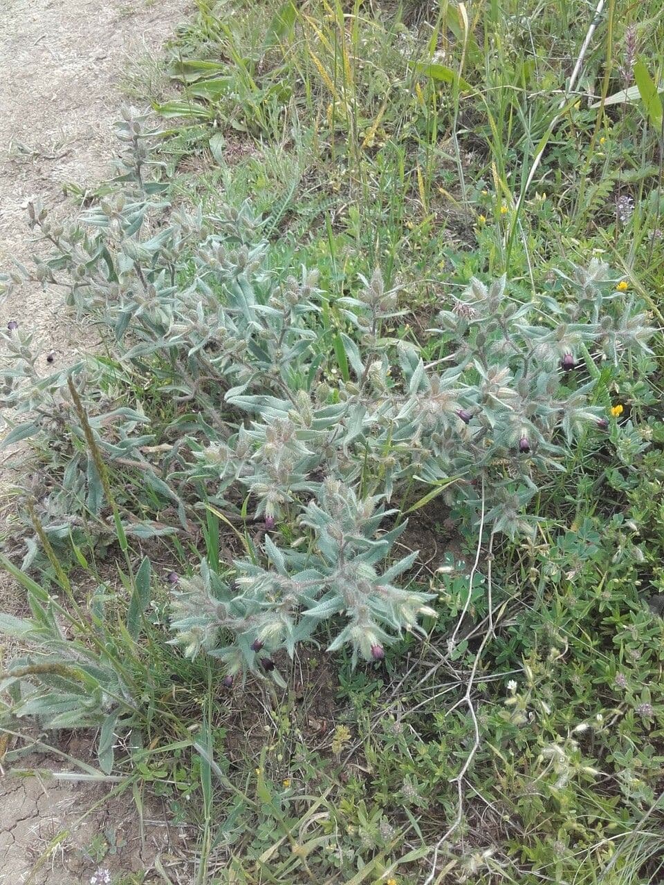 Nonea pulla 9