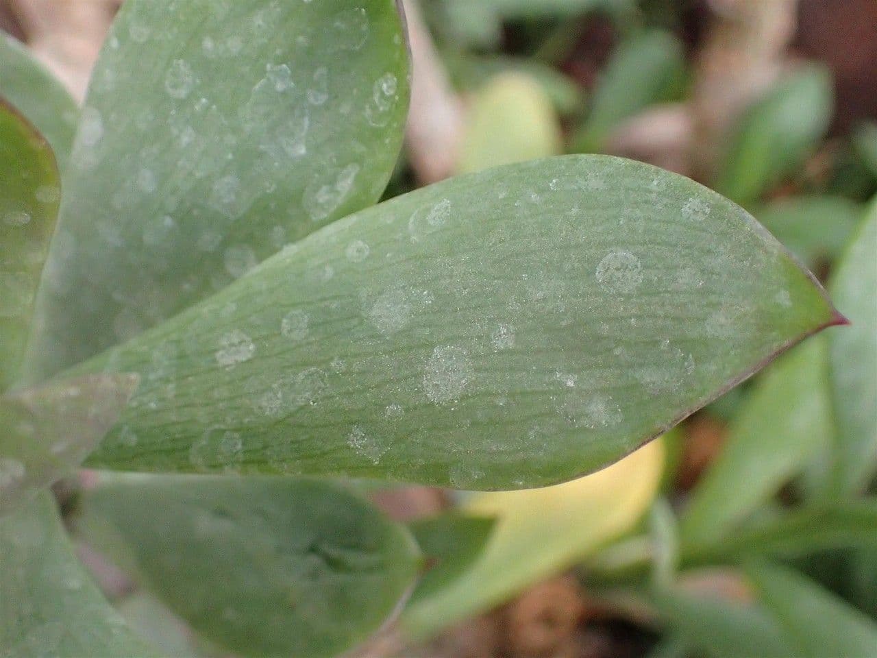 Senecione 7