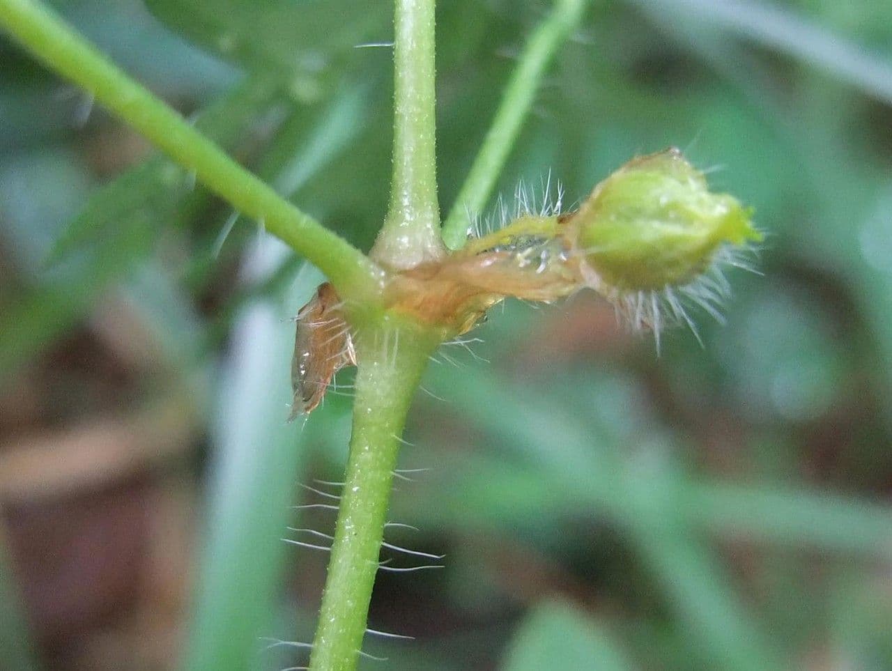 Géranium sanguin 23