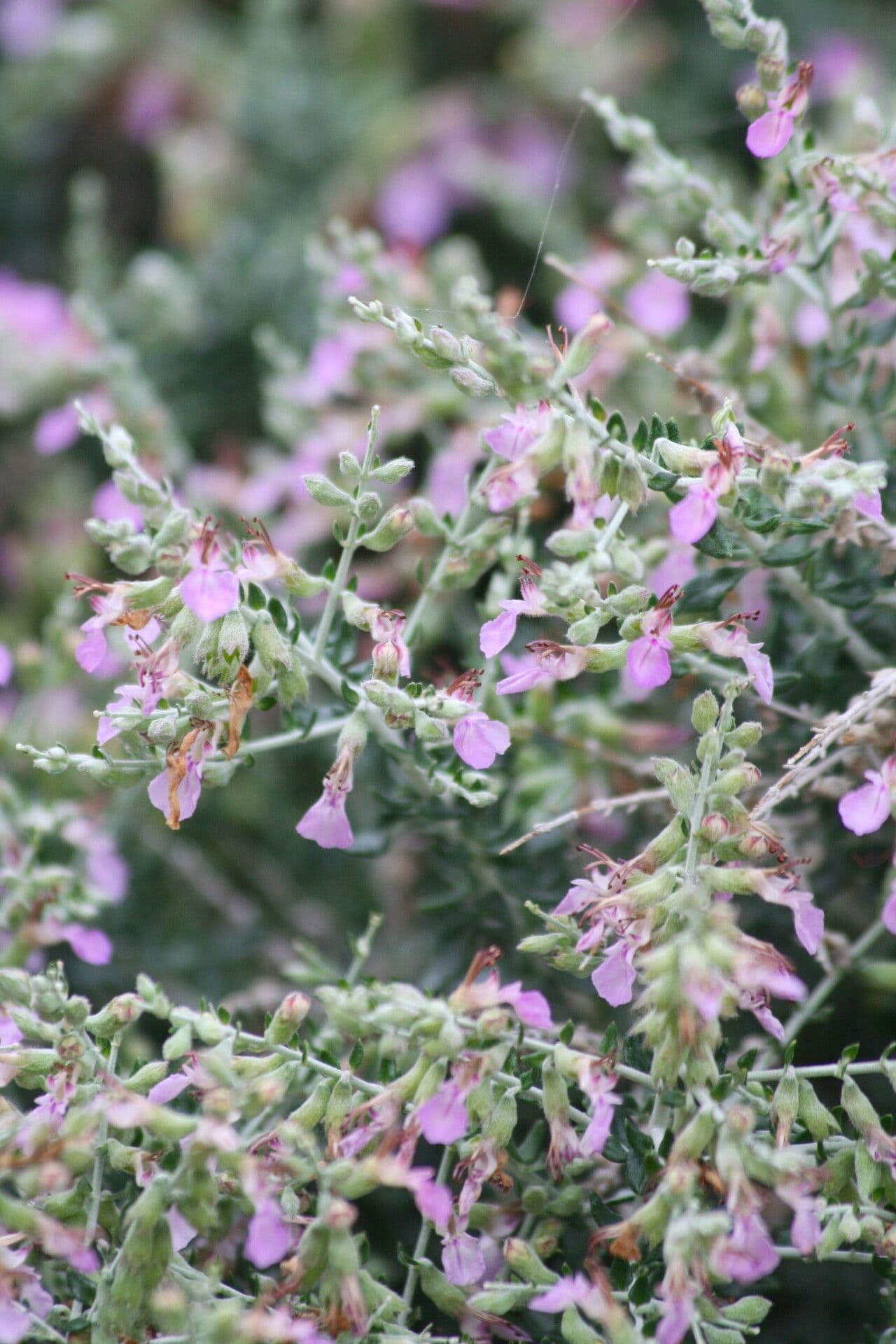 Teucrium 3