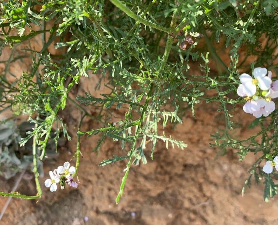 Erucaria 3
