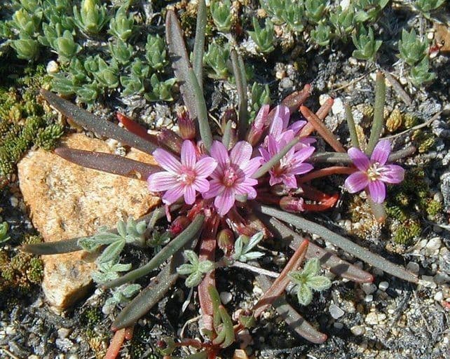 Lewisia nana 5
