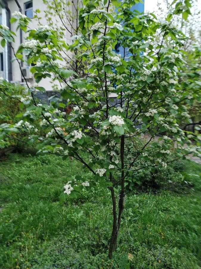 Breitblättrige Mehlbeere 11