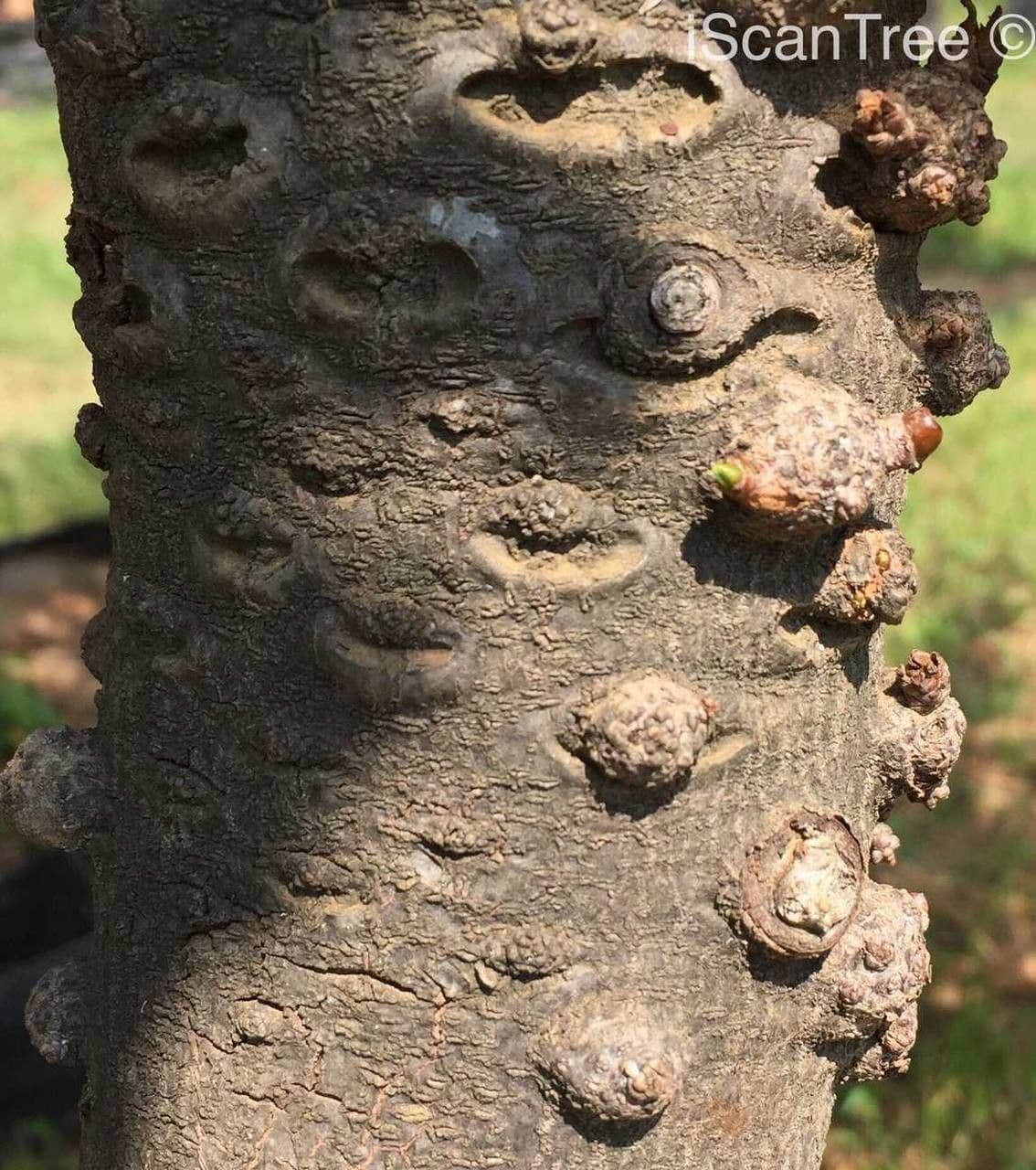 Ekebergia 24