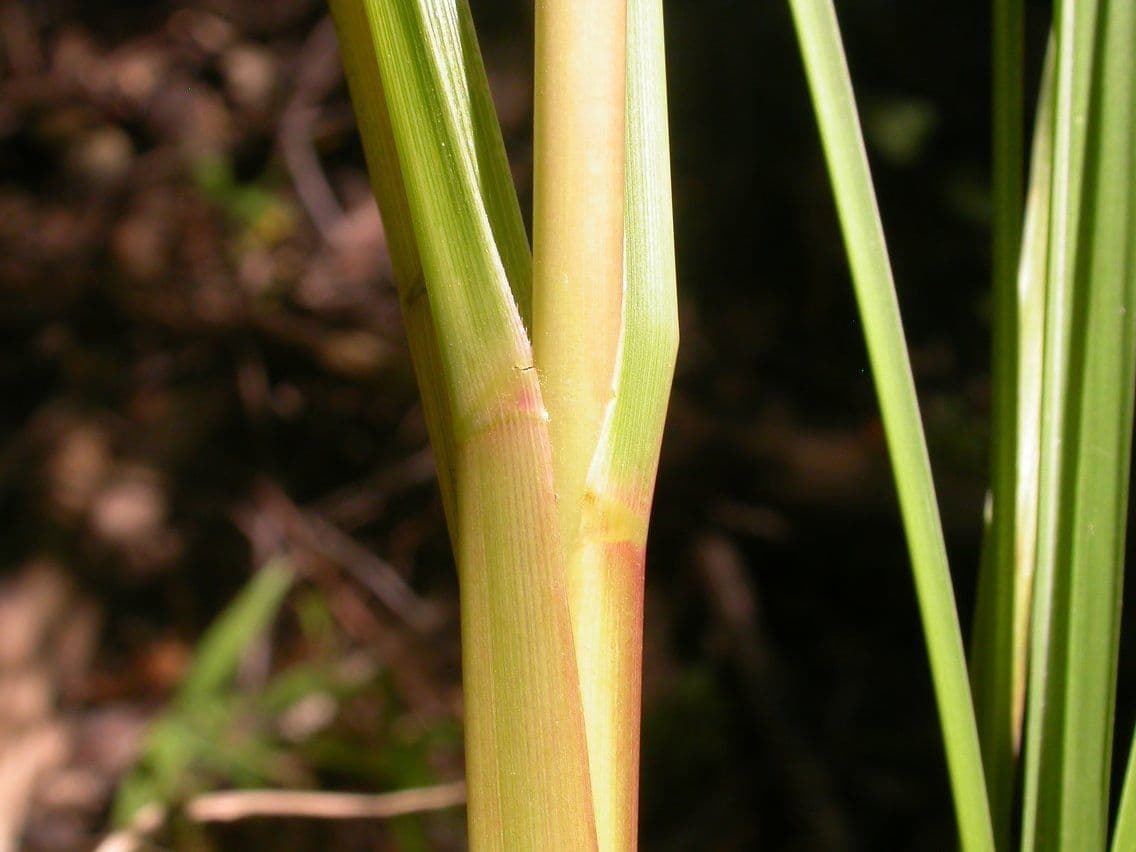 Tripsacum dactyloides 23