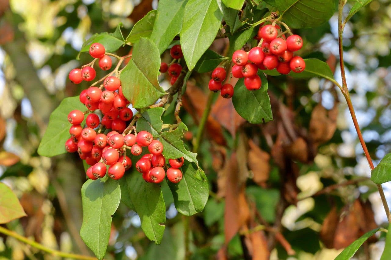 Photinia villosa 5
