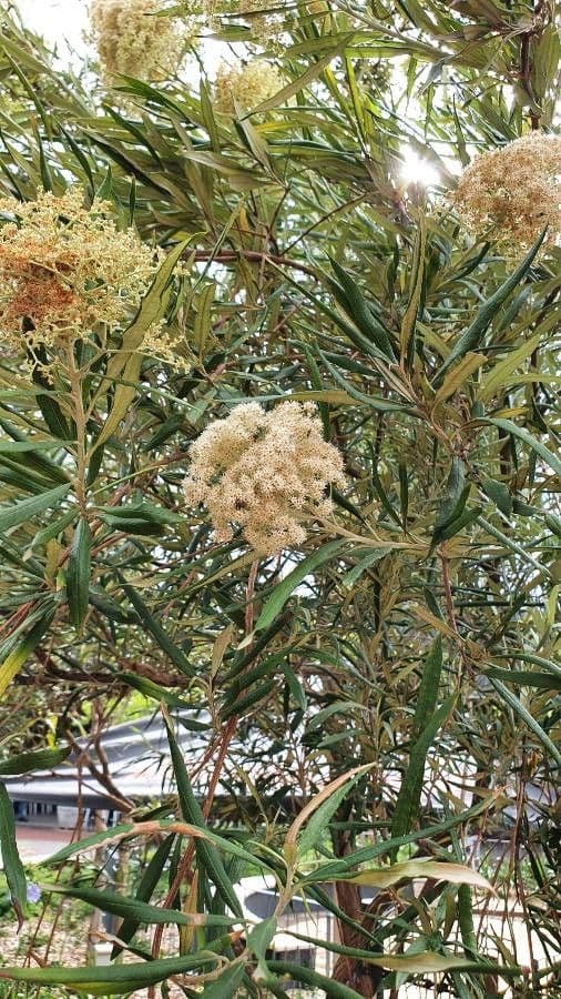 Buddleja saligna 5