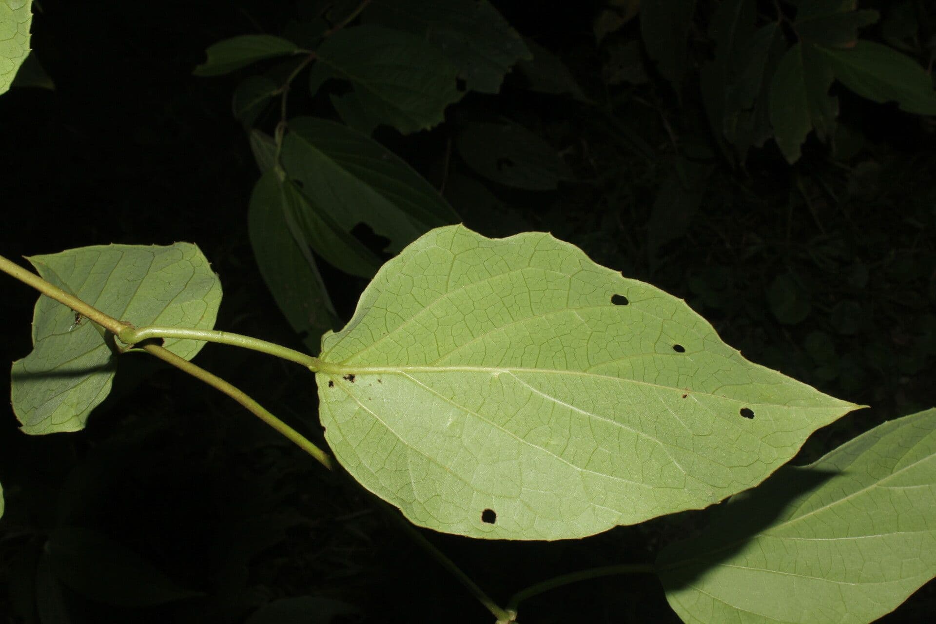 Stigmaphyllon 9