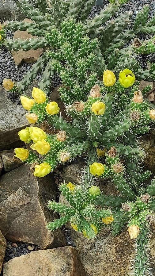 Whippels Cholla 4