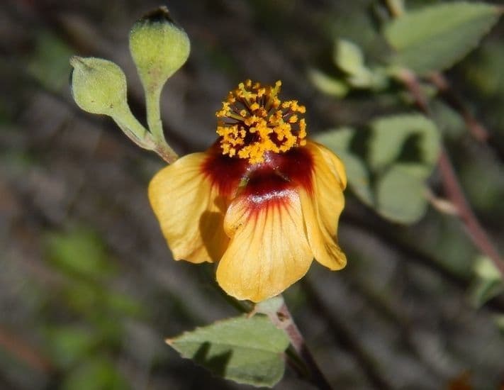 Abutilon incanum 3