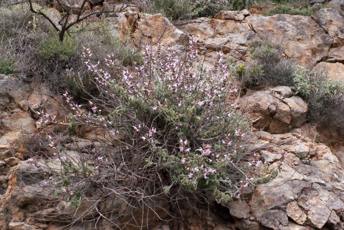 Salvia 12