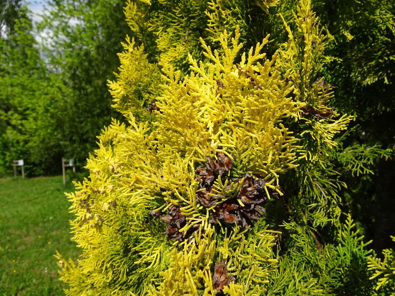 Arborvitae oriental 30