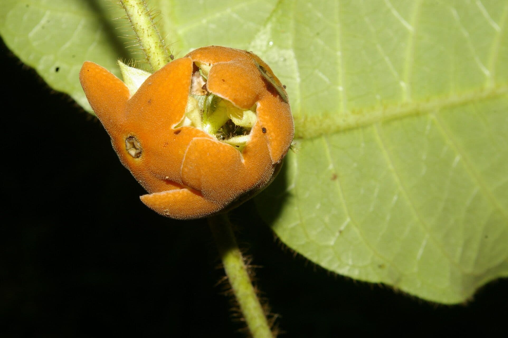 Macroscepis 5