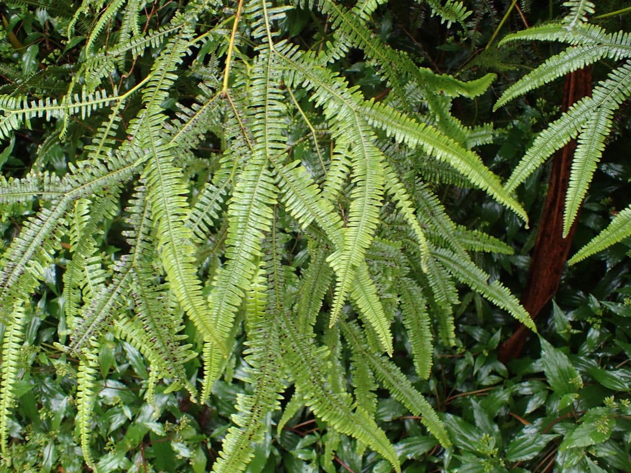 Sticherus 9