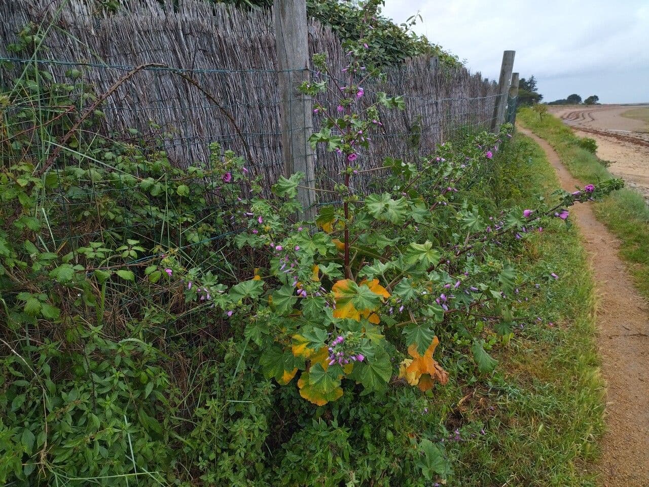 Baummalve 30