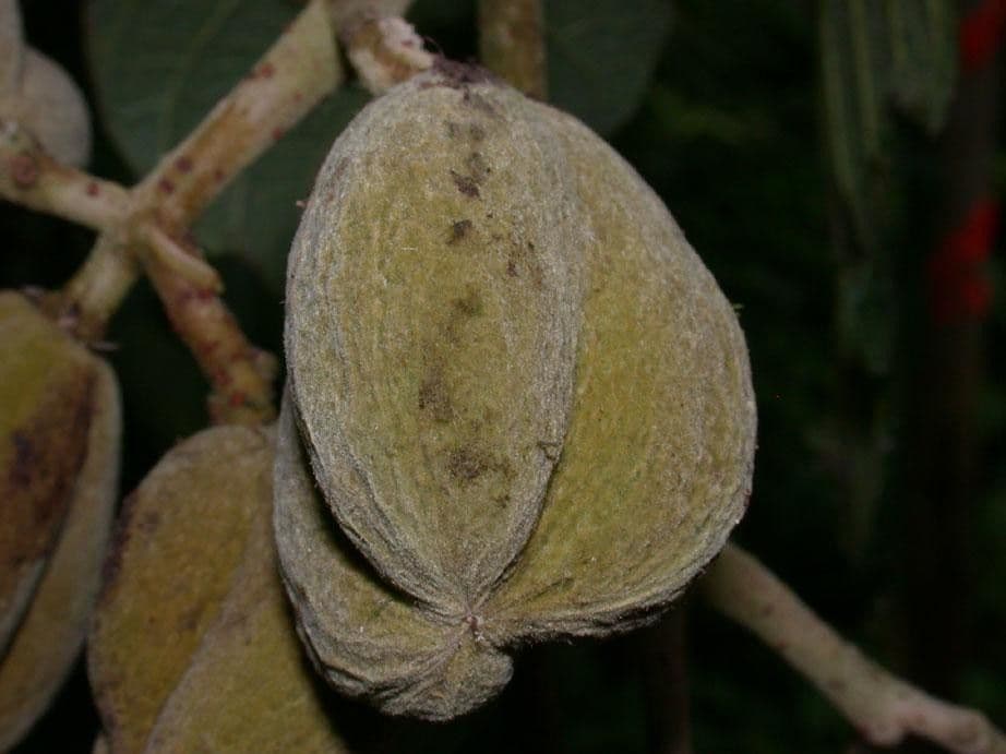 Dichapetalum 2