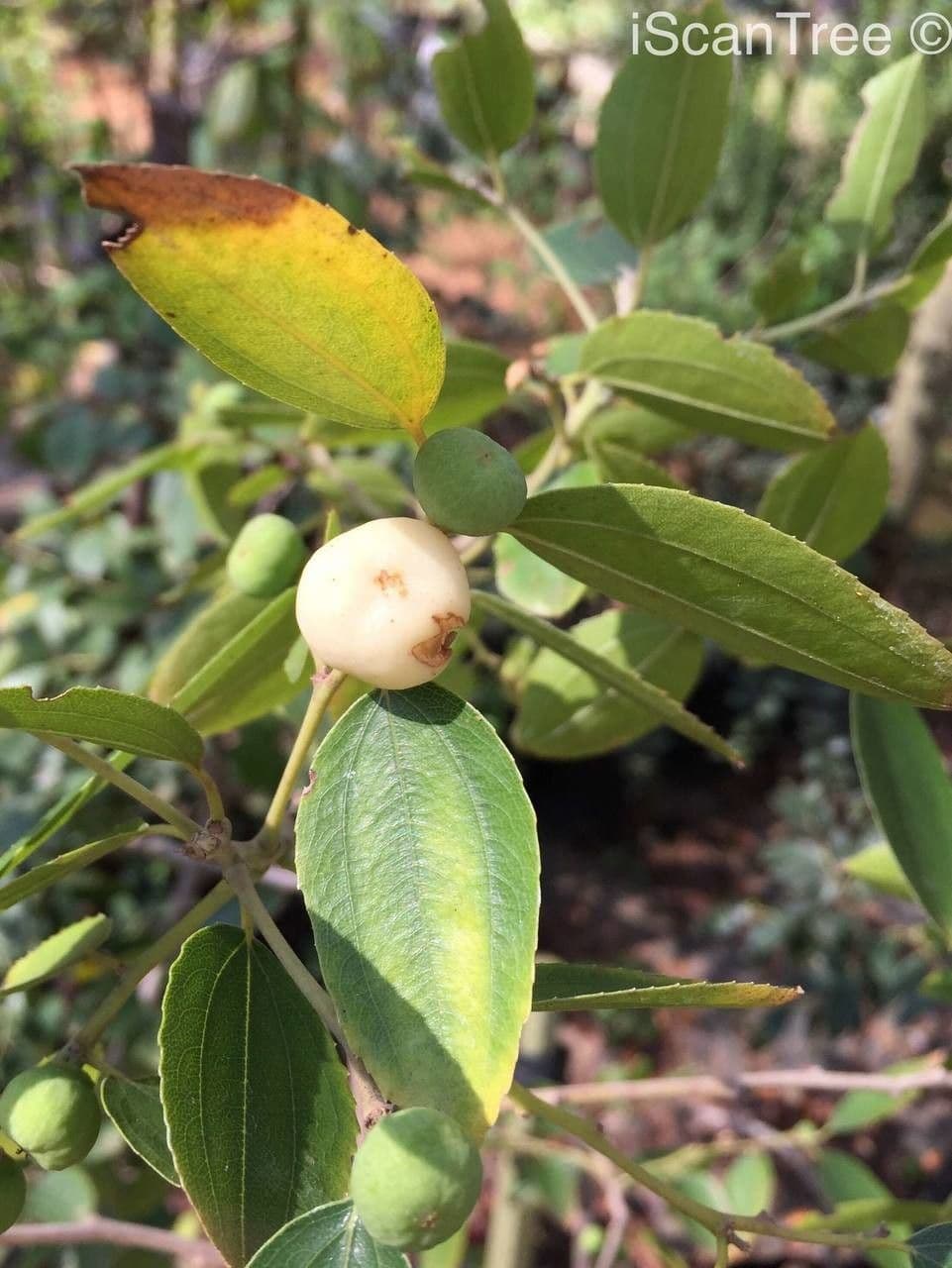 Ziziphus 4