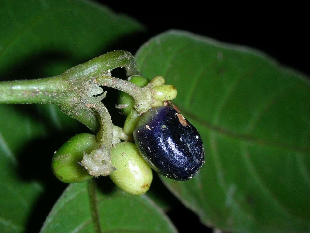 Ronabea latifolia 5