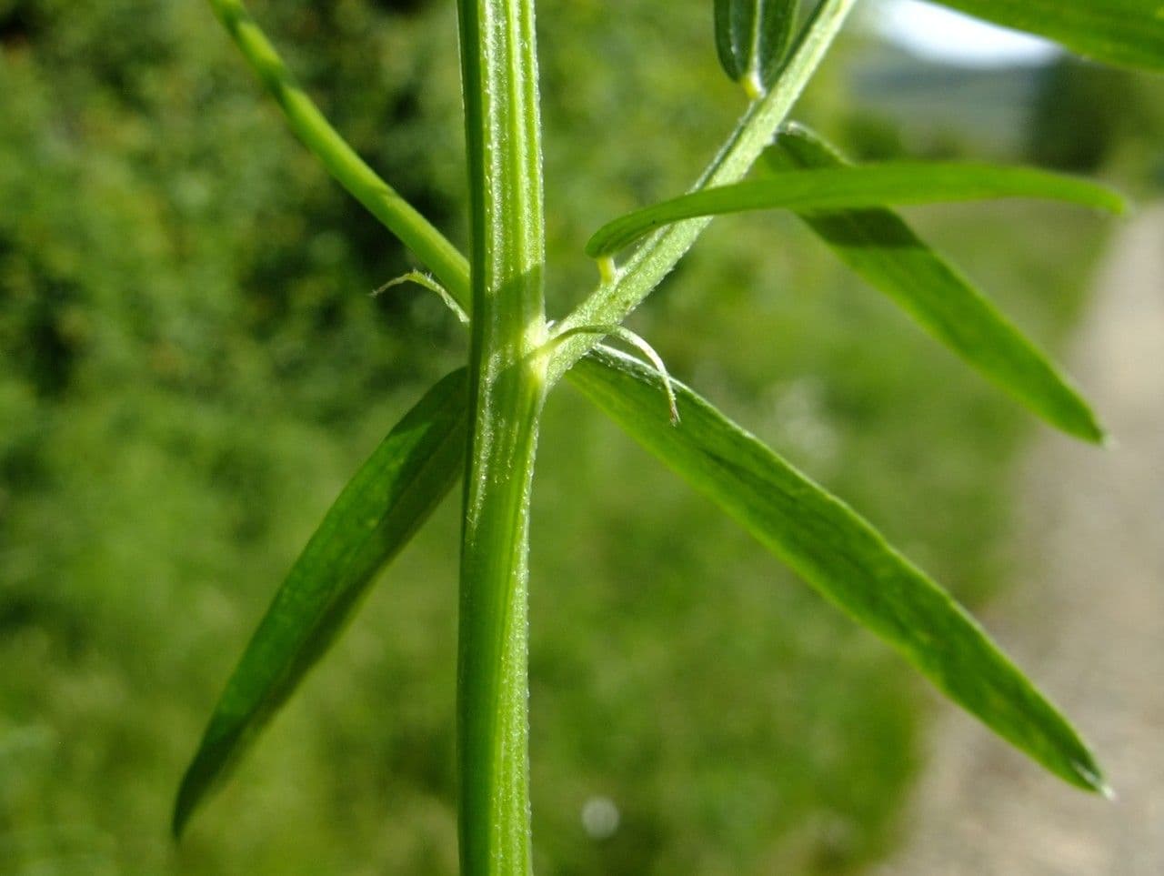 Schmalblättrige Wicke 25