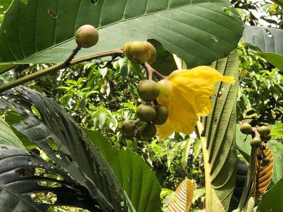 Dillenia 6