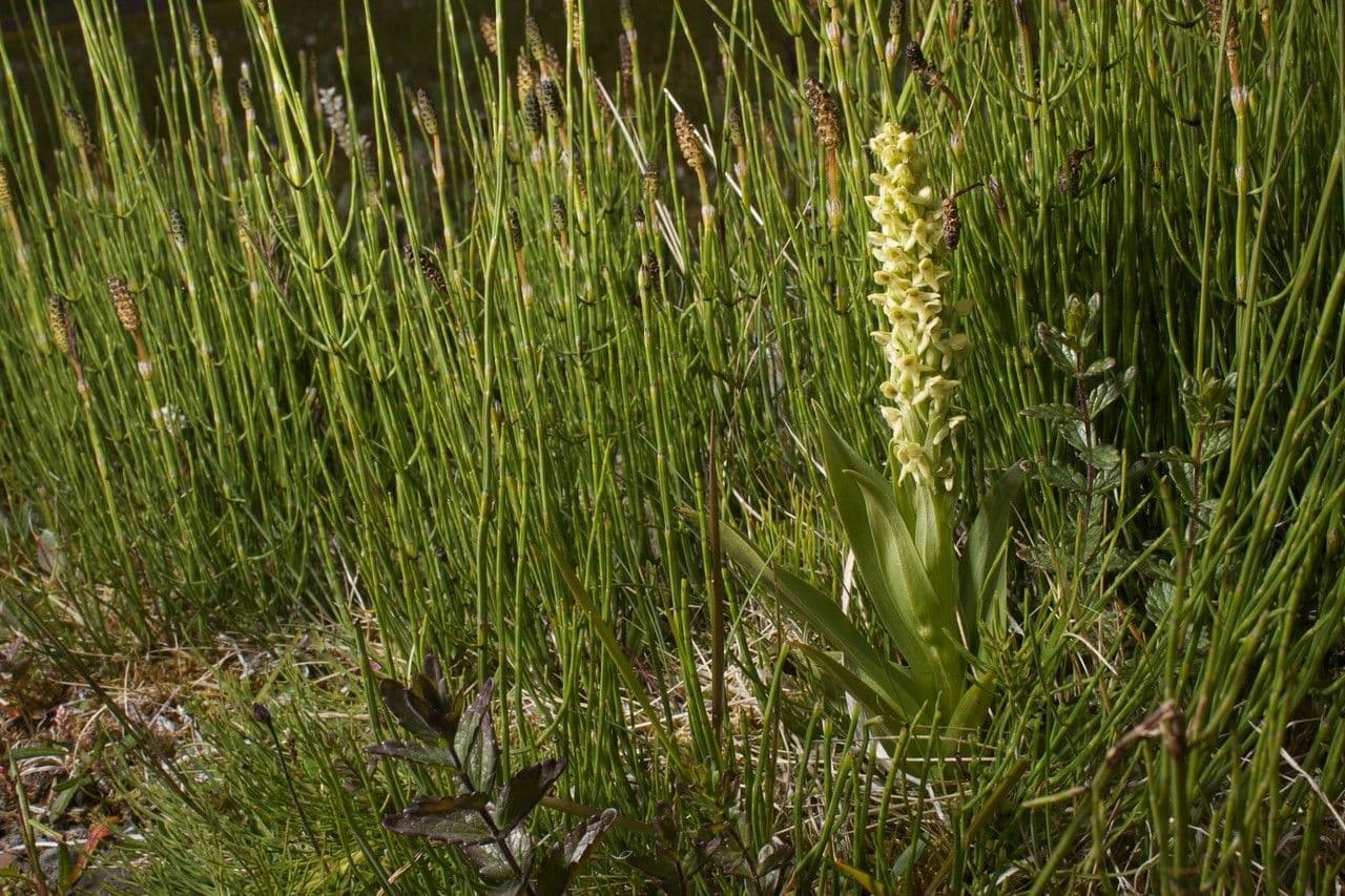 Platantera iperborea 9