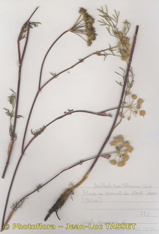 Seseli annuum 11