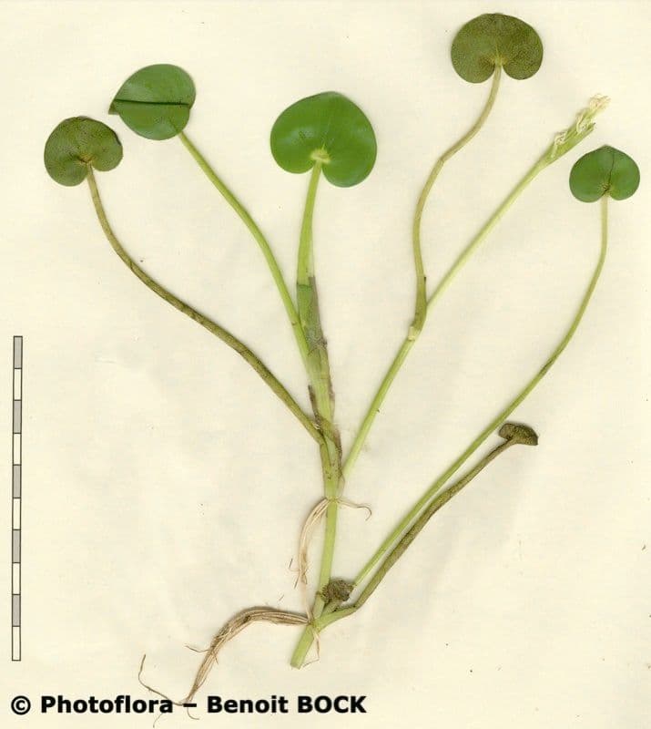 Heteranthera 22