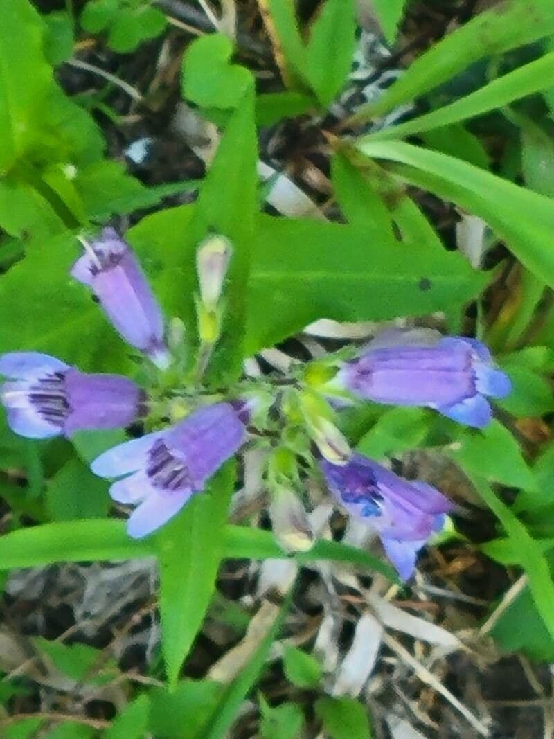 Penstemon 5