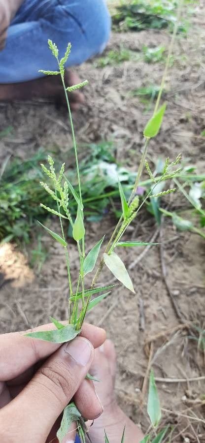 Ocellochloa stolonifera 2