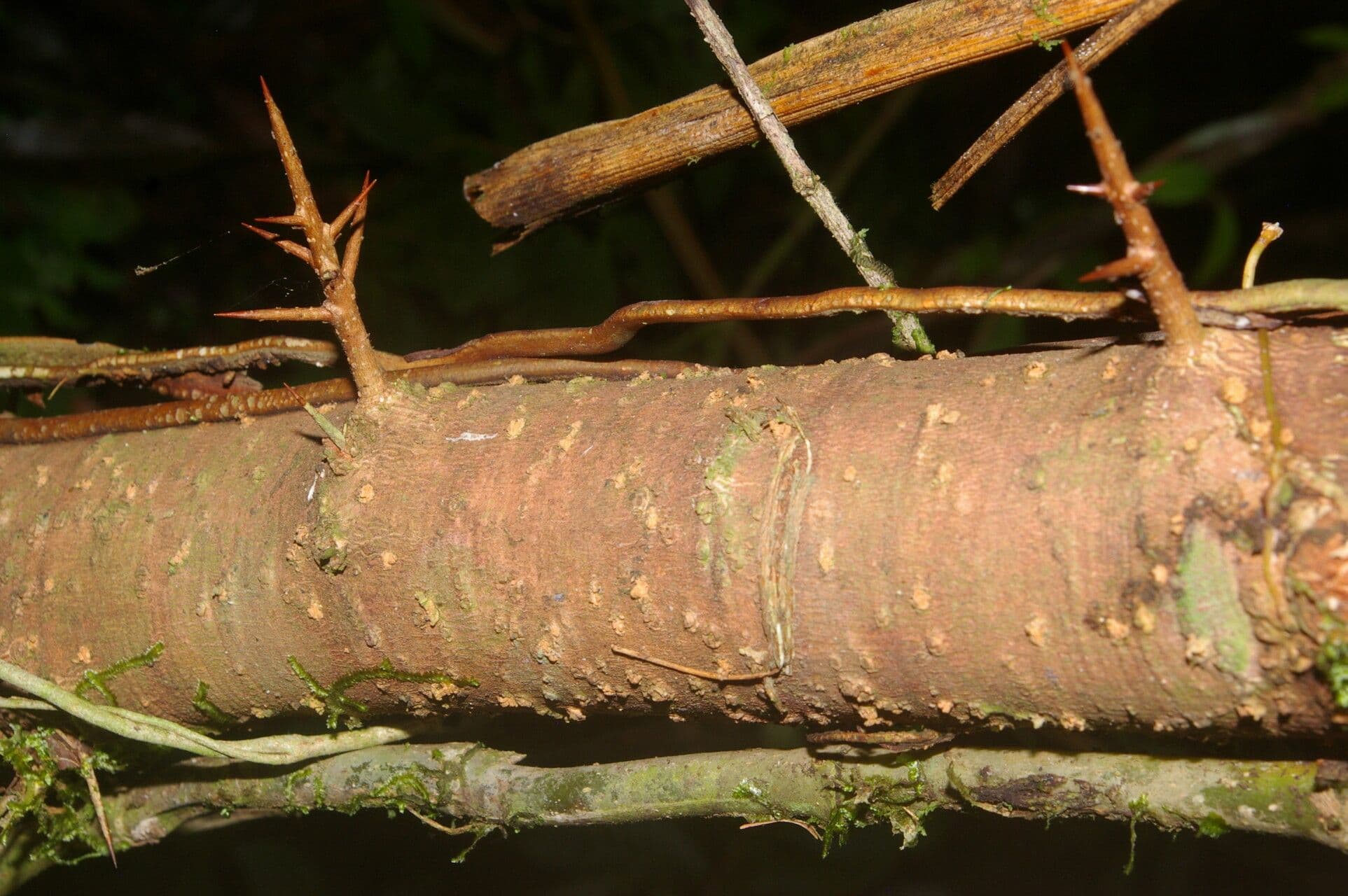 Xylosma 8