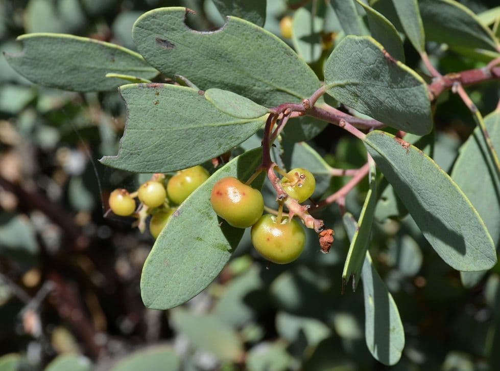Arctostaphylos mewukka 2