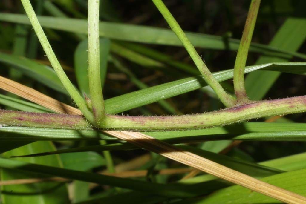Ipomoea pandurata 17