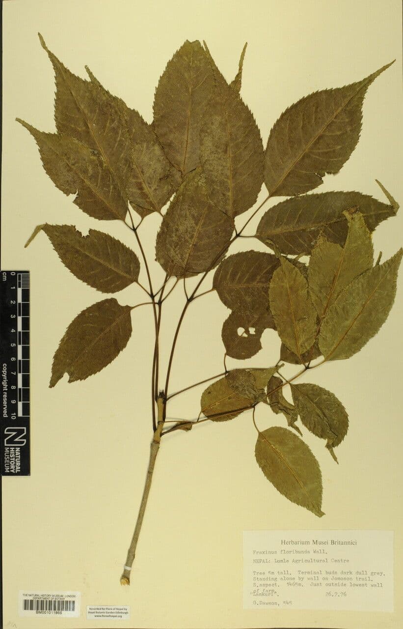 Esche 15