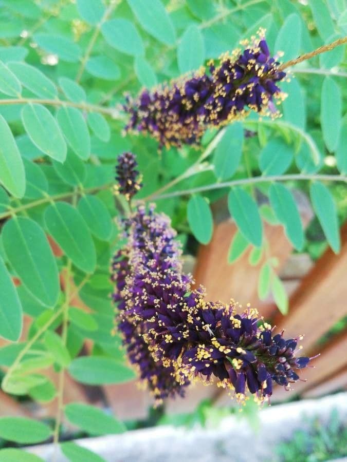 Leadplant 10