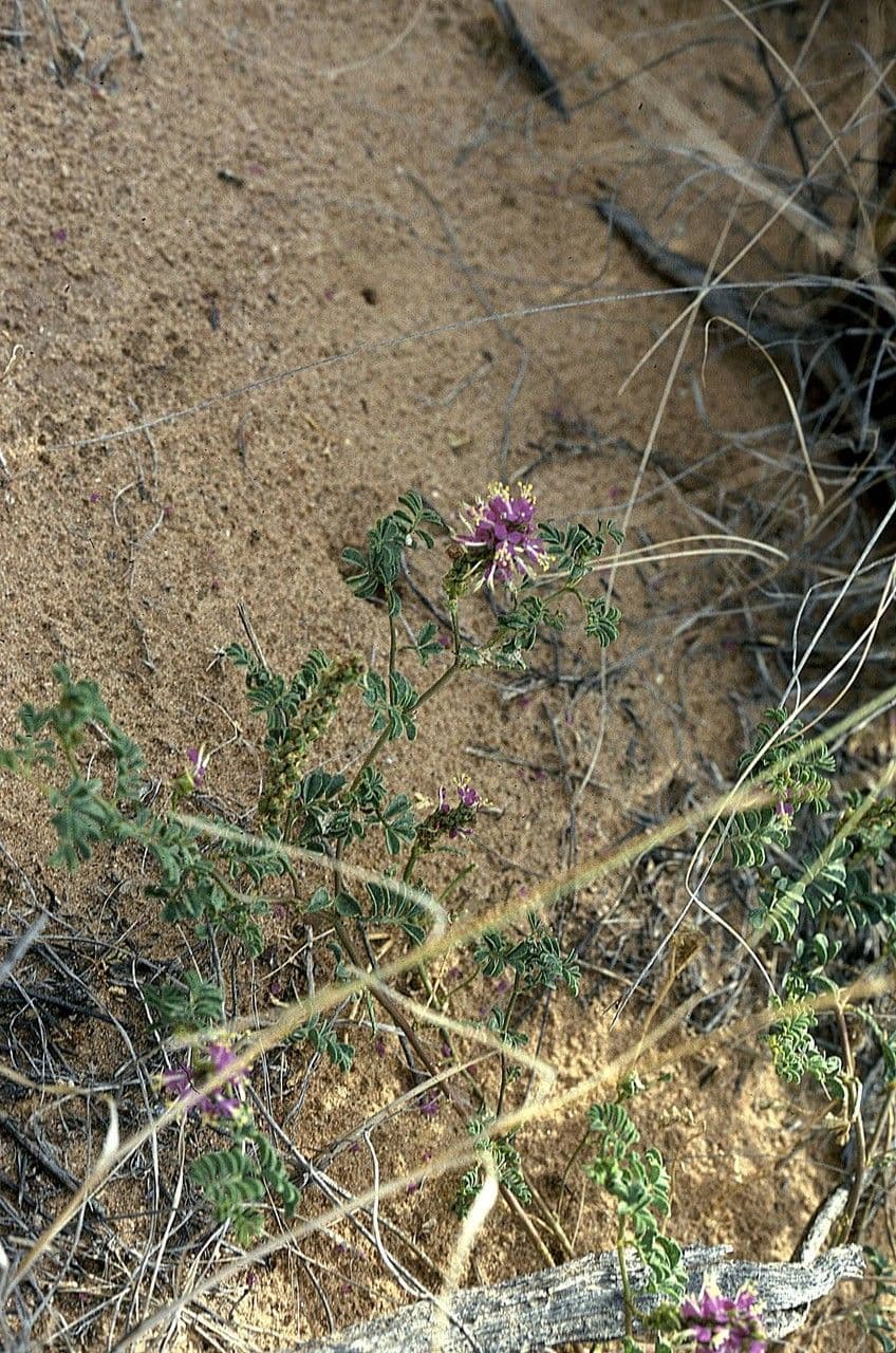 Dalea lanata 2