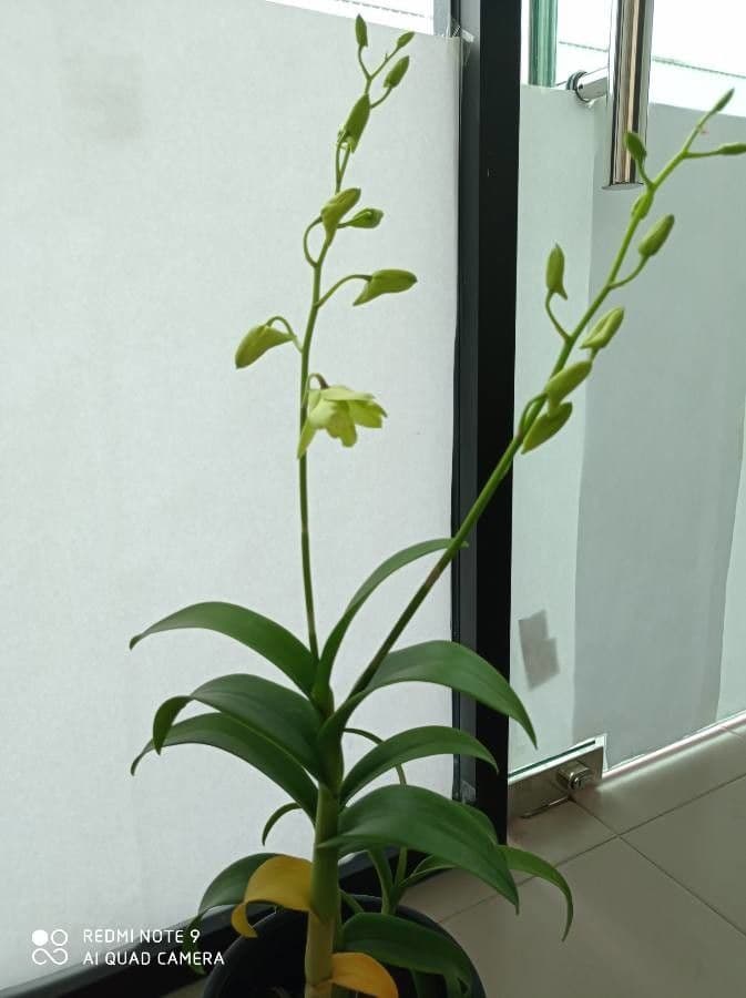 Dendrobium bigibbum