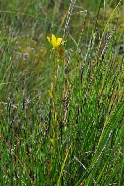 Sassifraga hirculus 12