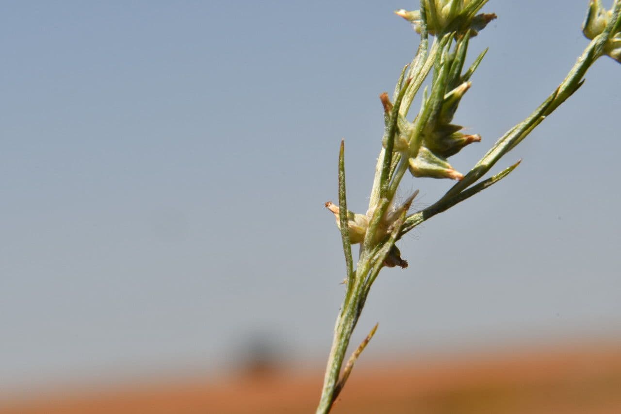 Bambagia francese 4