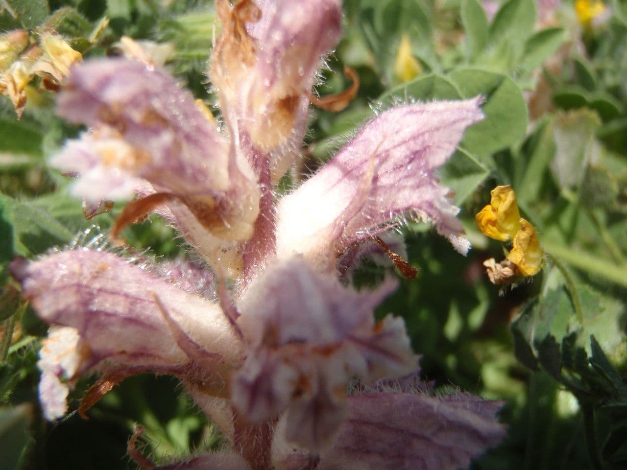 Orobanche pubescente 3