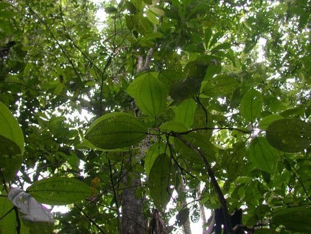 Miconia 13