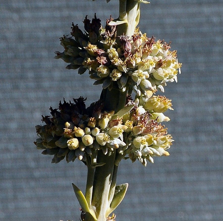 Salvia bianca 9