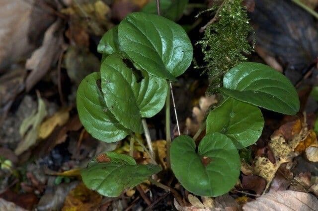 Round-leaf wintergreen 17