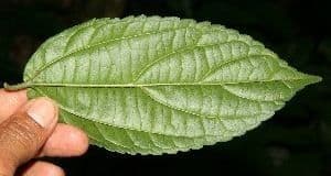 Celtis iguanaea 9