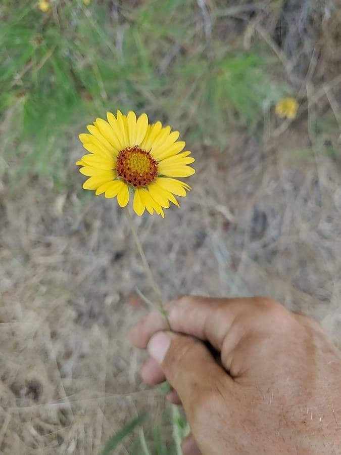 Gaillardia pennatifida 5
