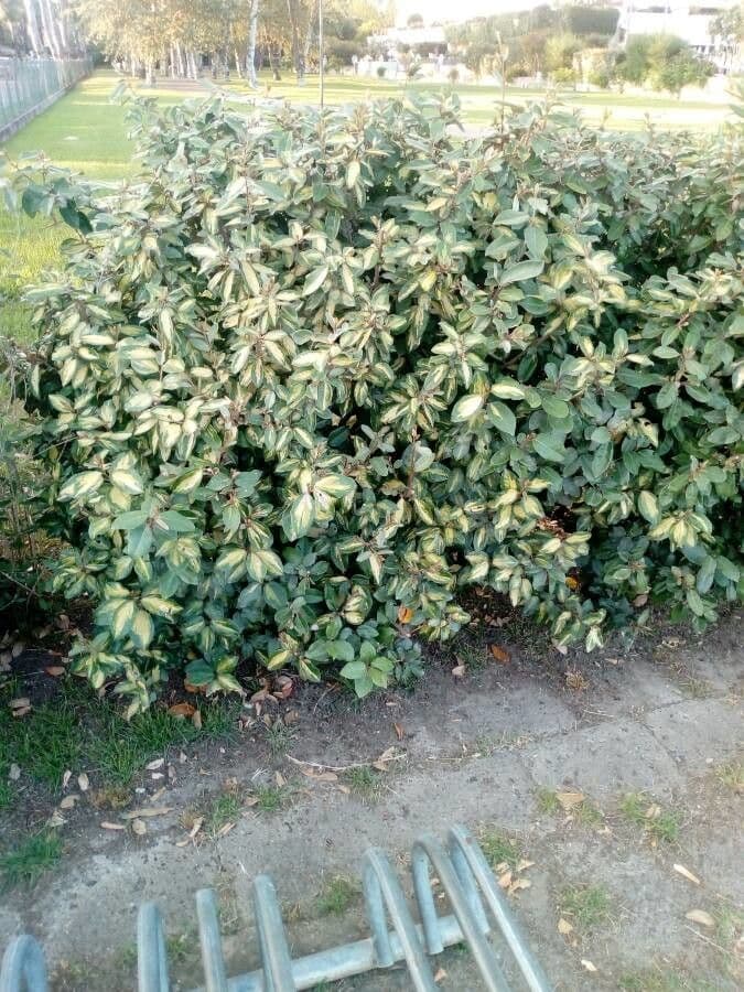 Graptophyllum pictum 8