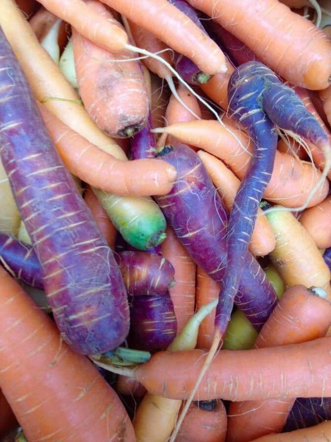 Carota 30
