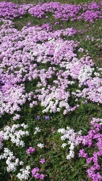 Silene a cuscinetto 14