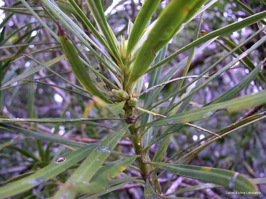 Podocarpus 8